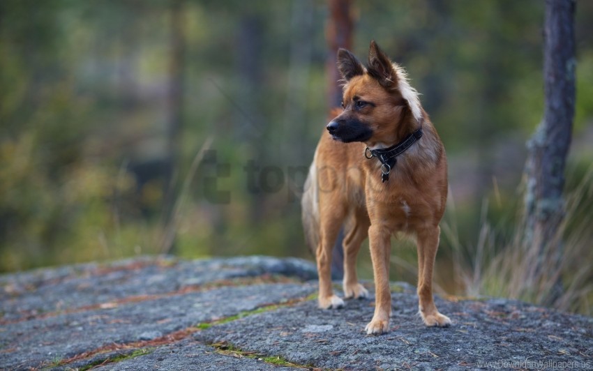 background dog nature wallpaper background best stock photos - Image ID 160656