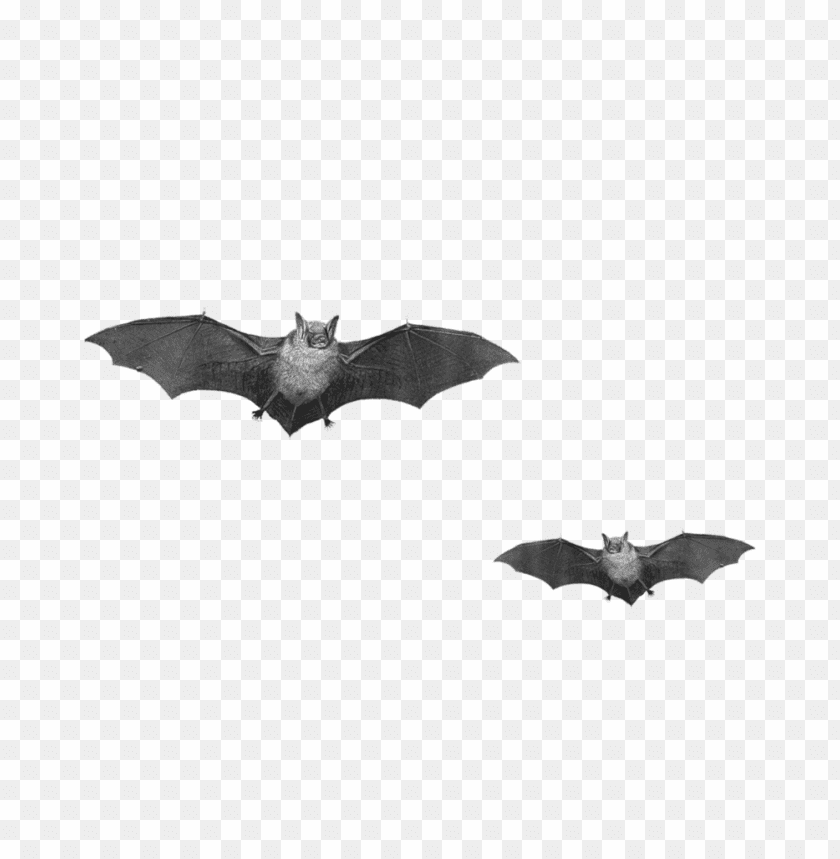bat png images background - Image ID 333