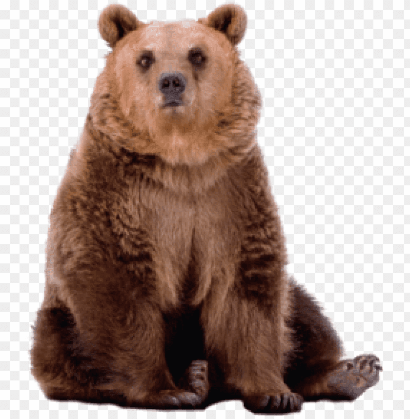 bear png images background - Image ID 351