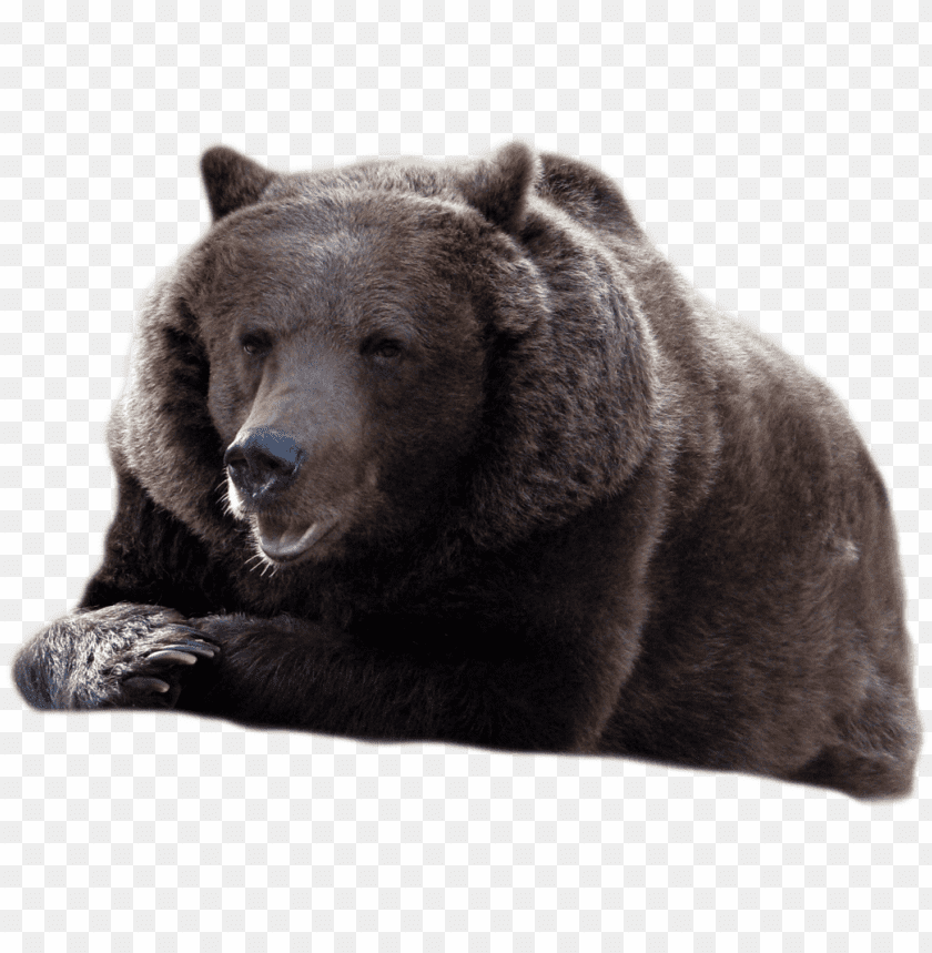 bear png images background - Image ID 352