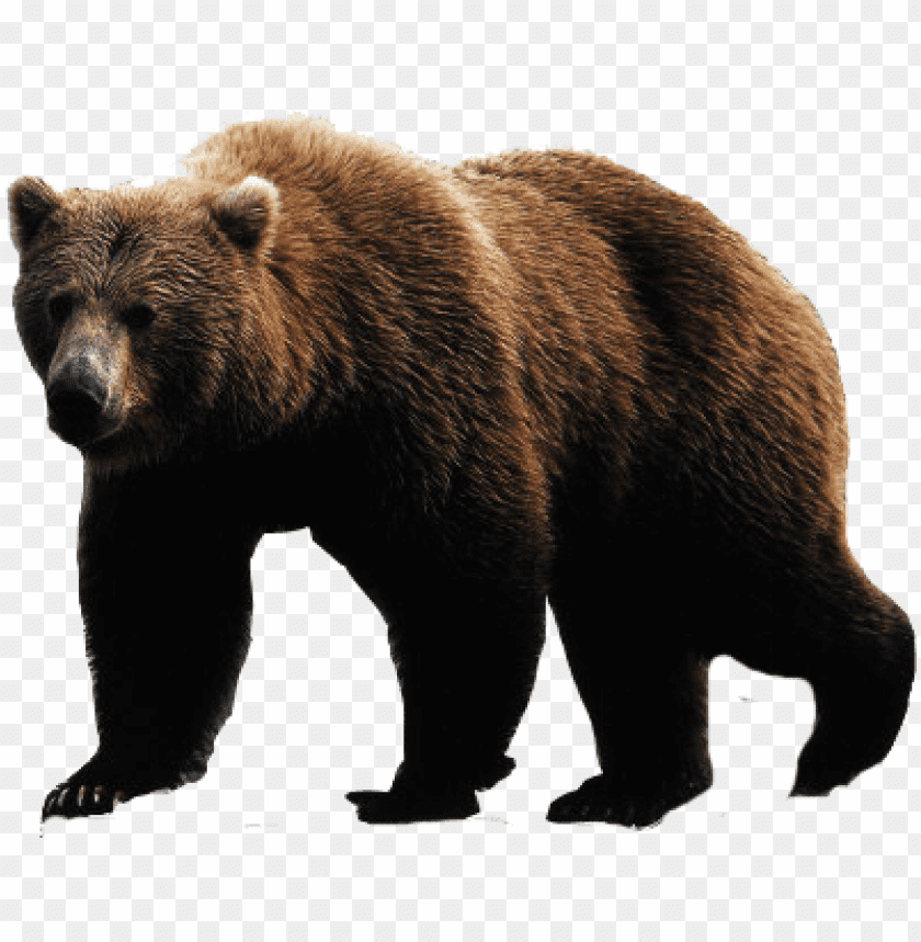 bear png images background - Image ID 356