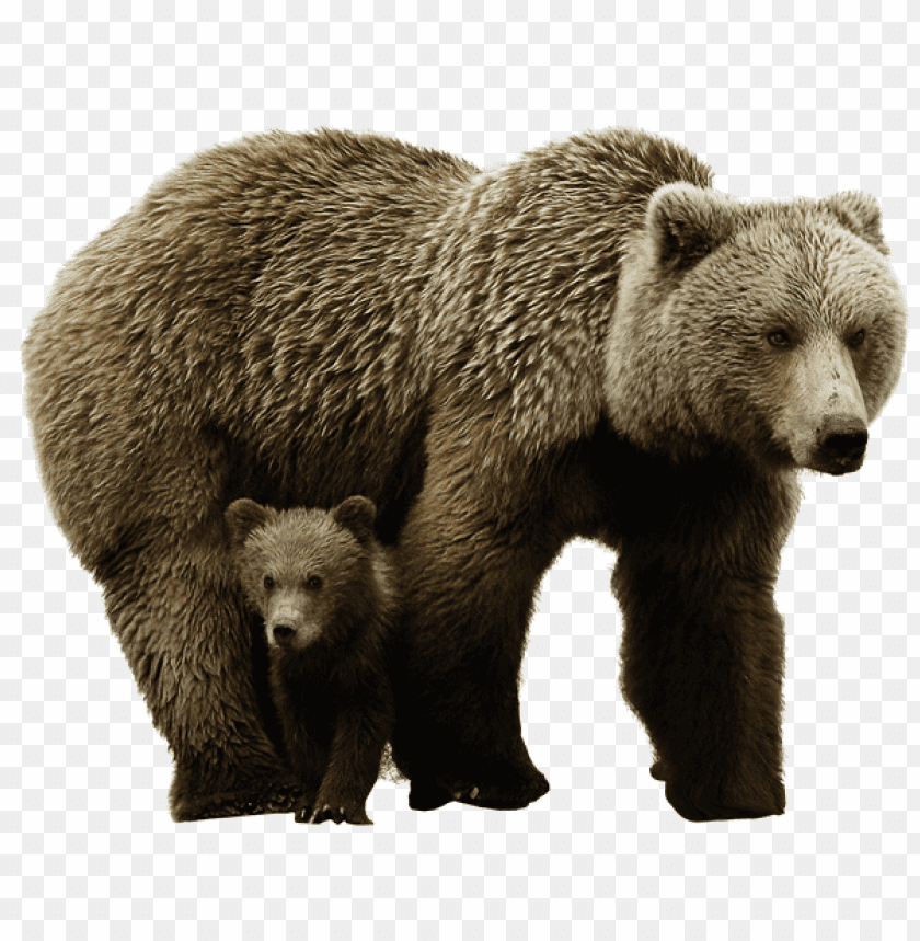 bear png images background - Image ID 358