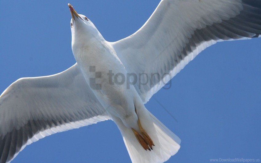 bird flap seagull wings wallpaper background best stock photos - Image ID 160886