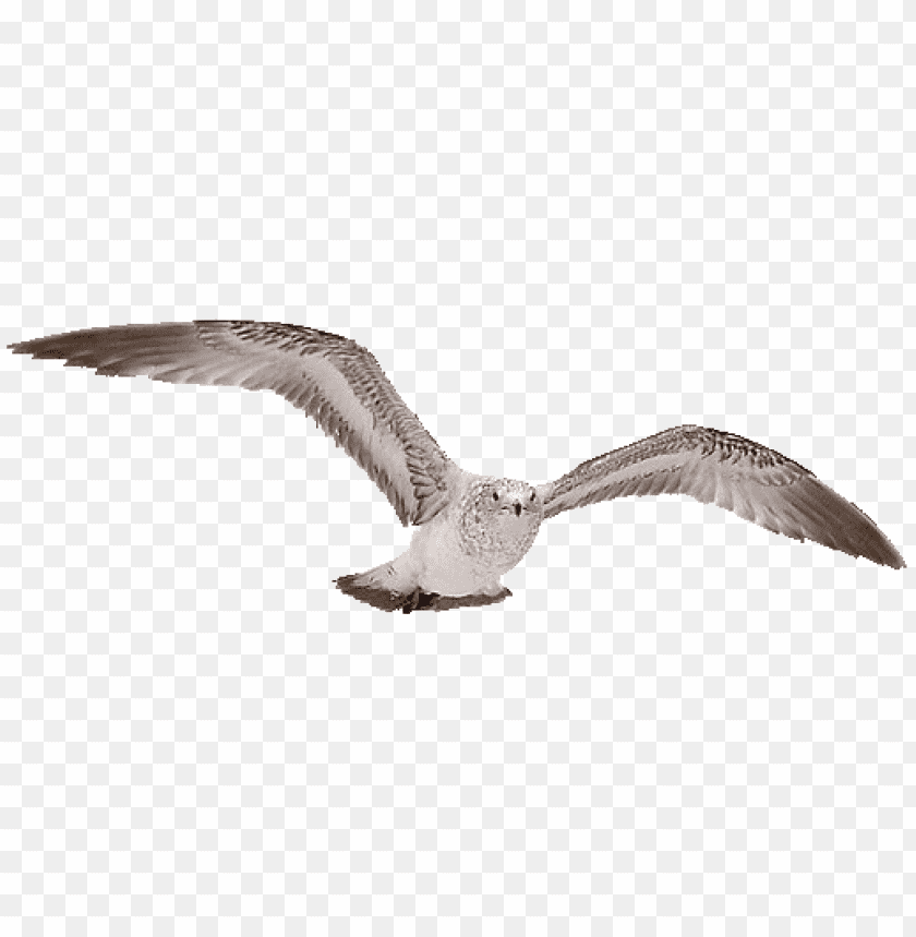 birds png images background - Image ID 442