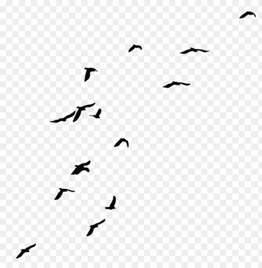 birds png images background - Image ID 443