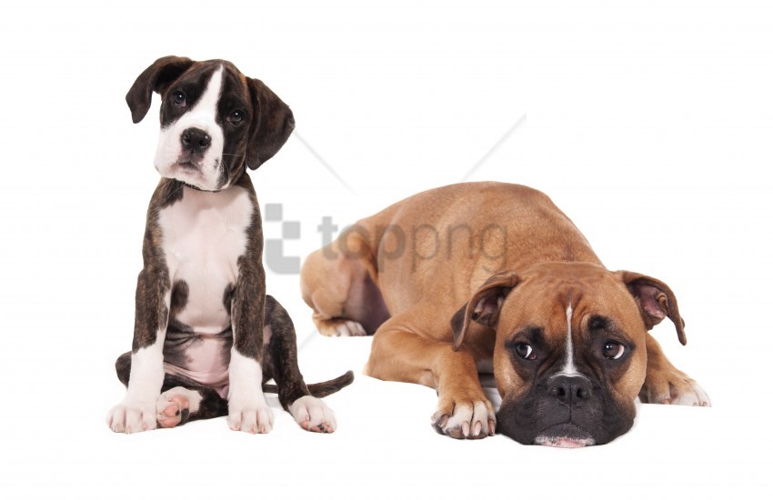 boxer dogs photoshoot puppies wallpaper background best stock photos - Image ID 147640