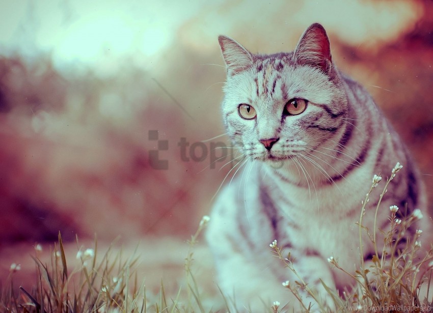cat sit striped wallpaper background best stock photos - Image ID 160817