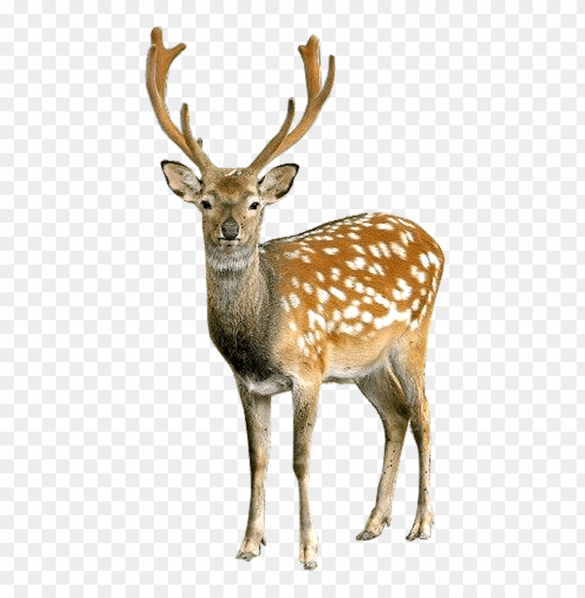 deer png images background - Image ID 1742