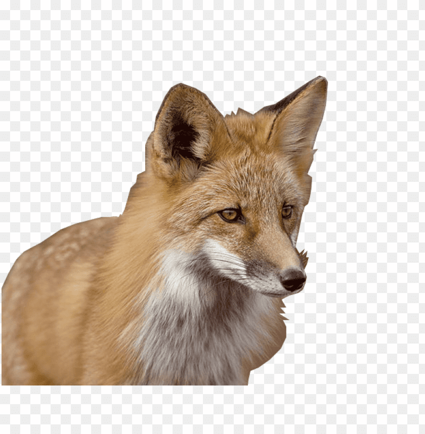 fox png images background - Image ID 312