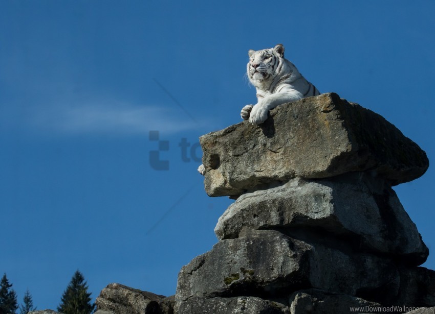 lying predator rock white tiger wallpaper background best stock photos - Image ID 147294