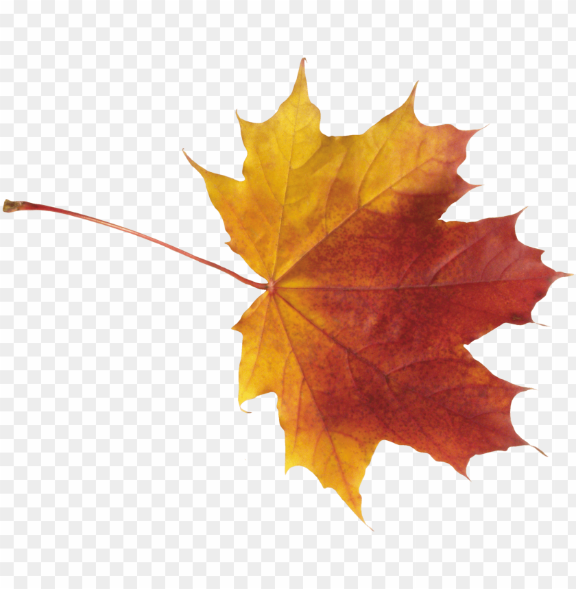 PNG image of red leaves with a clear background - Image ID 26869